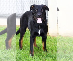 Mutt Dogs for adoption in Evansville, IN, USA