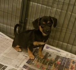 Small Basset Hound Mix