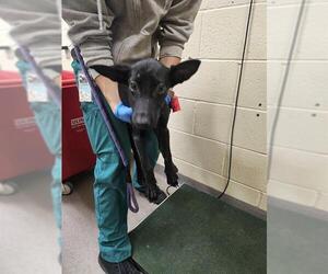 Labrador Retriever-Unknown Mix Dogs for adoption in Denver, CO, USA
