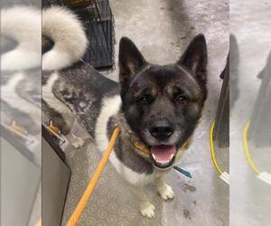 Akita Dogs for adoption in St. Ann, MO, USA