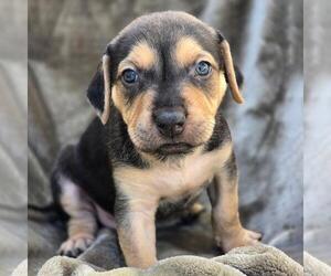 Labrador Retriever-Unknown Mix Dogs for adoption in San Diego, CA, USA