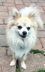 Pomeranian Dogs for adoption in Minneapolis, MN, USA