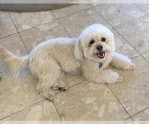 Bichon Frise Dogs for adoption in Mission Viejo, CA, USA