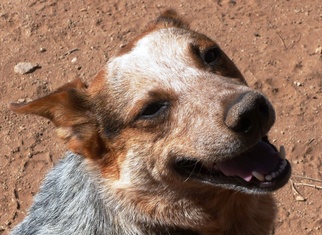 Mutt Dogs for adoption in Las Cruces, NM, USA