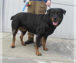 Rottweiler Dogs for adoption in Louisville, KY, USA