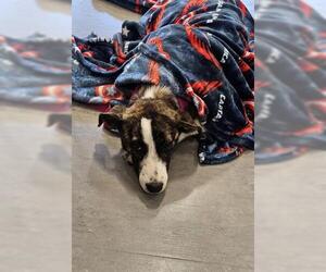 Mutt Dogs for adoption in San Martin, CA, USA