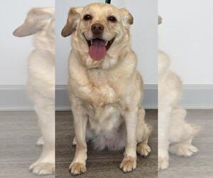 Cocker Spaniel-Unknown Mix Dogs for adoption in Westminster, MD, USA