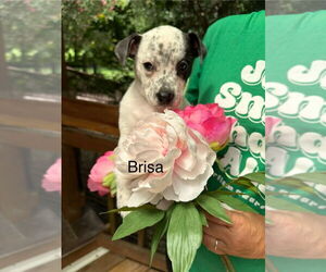 American Pit Bull Terrier-Unknown Mix Dogs for adoption in Oak Bluffs, MA, USA