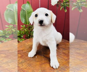 Mutt Dogs for adoption in Marina Del Rey, CA, USA