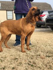 Bloodhound Dogs for adoption in Newcastle, OK, USA