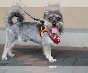 Cairn Terrier-Unknown Mix Dogs for adoption in Mission Viejo, CA, USA