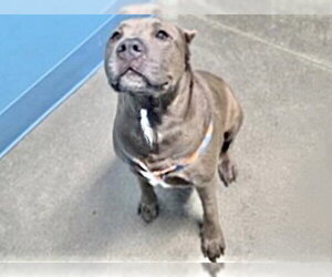 Mutt Dogs for adoption in Houston, TX, USA