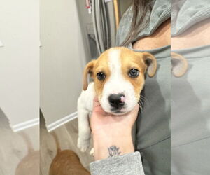Cojack Dogs for adoption in Kannapolis, NC, USA