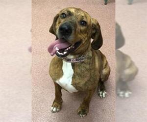 Plott Hound Dogs for adoption in Ogden, UT, USA