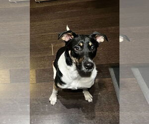 Mutt Dogs for adoption in Fort Collins, CO, USA