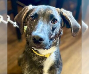 Mountain Cur-Unknown Mix Dogs for adoption in Canton, CT, USA