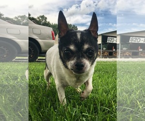 Chihuahua Dogs for adoption in Landenberg, PA, USA