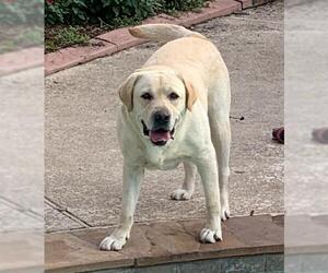 Labrador Retriever Dogs for adoption in Katy, TX, USA