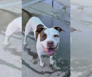 American Pit Bull Terrier Dogs for adoption in Sacramento, CA, USA