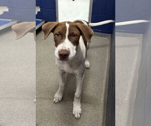 Labrador Retriever-Unknown Mix Dogs for adoption in Sterling, MA, USA