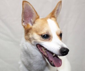 Jack-Rat Terrier Dogs for adoption in Oxford, MS, USA