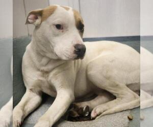 American Staffordshire Terrier-Unknown Mix Dogs for adoption in San Antonio, TX, USA