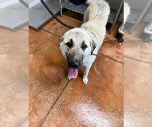 Anatolian Shepherd-Great Pyrenees Mix Dogs for adoption in Bolivar, MO, USA