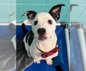 American Pit Bull Terrier-Unknown Mix Dogs for adoption in Woodland, CA, USA