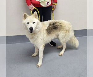 Siberian Husky Dogs for adoption in Louisville, KY, USA