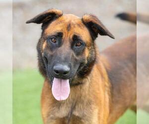 German Shepherd Dog-Unknown Mix Dogs for adoption in Camarillo, CA, USA