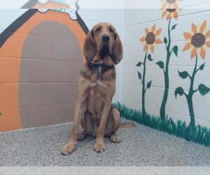 Bloodhound Dogs for adoption in San Bernardino, CA, USA