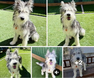 Huskies -Unknown Mix Dogs for adoption in Marina Del Rey, CA, USA