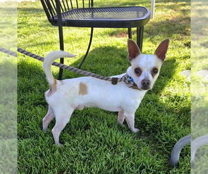 Chihuahua Dogs for adoption in Long Beach, CA, USA