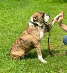 Bulloxer Dogs for adoption in Birdsboro, PA, USA