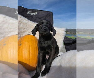 Labrador Retriever-Unknown Mix Dogs for adoption in SHERBURNE, NY, USA