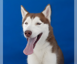 Siberian Husky Dogs for adoption in Pasadena, CA, USA