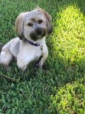 Havanese Dogs for adoption in ft lauderdale, FL, USA