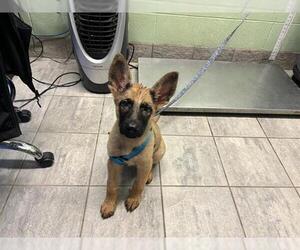 German Shepherd Dog-Unknown Mix Dogs for adoption in Grand Prairie, TX, USA
