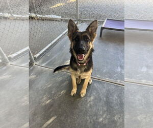 German Shepherd Dog Dogs for adoption in San Diego, CA, USA