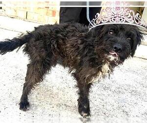 Poodle (Miniature)-Unknown Mix Dogs for adoption in Houston, TX, USA