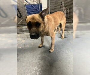 Mastiff-Unknown Mix Dogs for adoption in Stockton, CA, USA