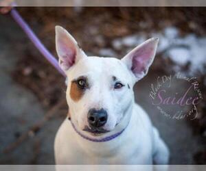 Bull Terrier-Jack Russell Terrier Mix Dogs for adoption in Cheyenne, WY, USA
