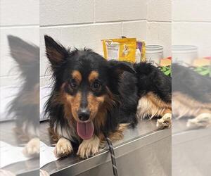 Australian Shepherd Dogs for adoption in Forestville, MD, USA