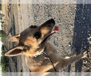 German Shepherd Dog Dogs for adoption in Davis, CA, USA