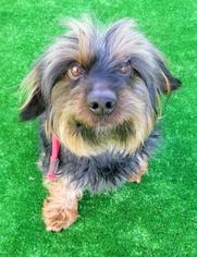 Dachshund Dogs for adoption in West Hollywood, CA, USA