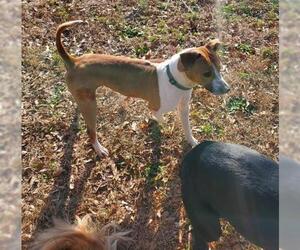 Basenji-Unknown Mix Dogs for adoption in Southampton, NY, USA