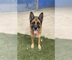 German Shepherd Dog Dogs for adoption in Chula Vista, CA, USA