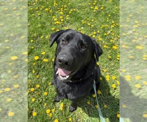 Labrador Retriever-Unknown Mix Dogs for adoption in Center Township, PA, USA