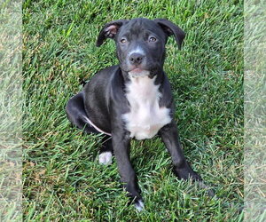 American Staffordshire Terrier-Unknown Mix Dogs for adoption in New Oxford , PA, USA