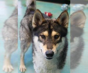 Siberian Husky Dogs for adoption in Guthrie, OK, USA